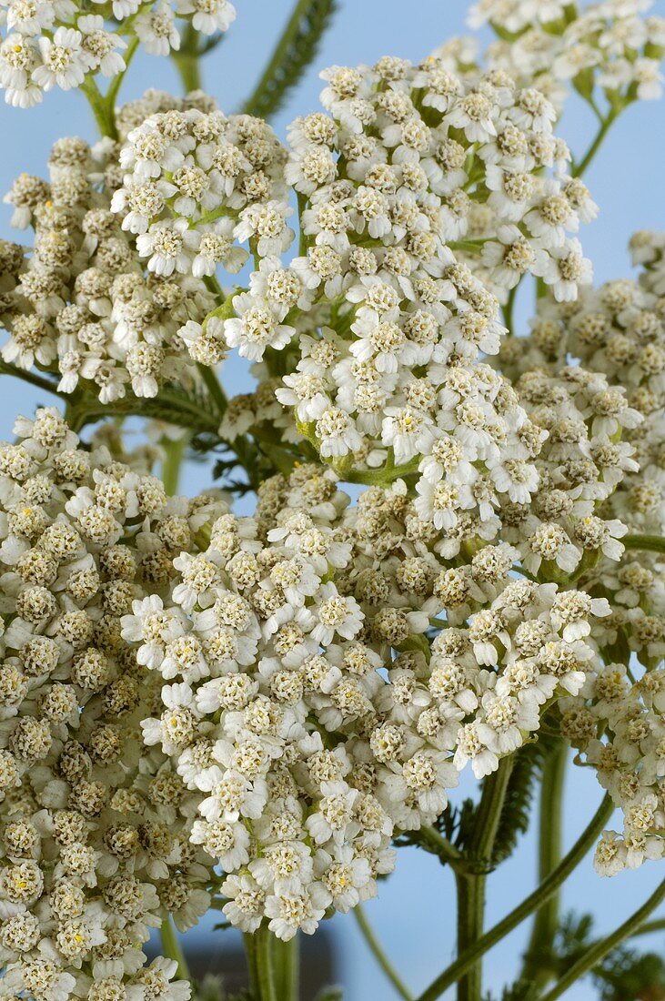 Blühende Schafgarbe (Achillea millefolium, Nahaufnahme)