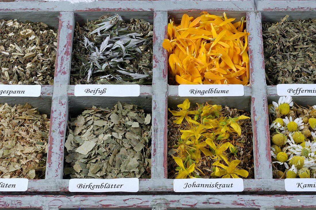 Various dried herbs in type case