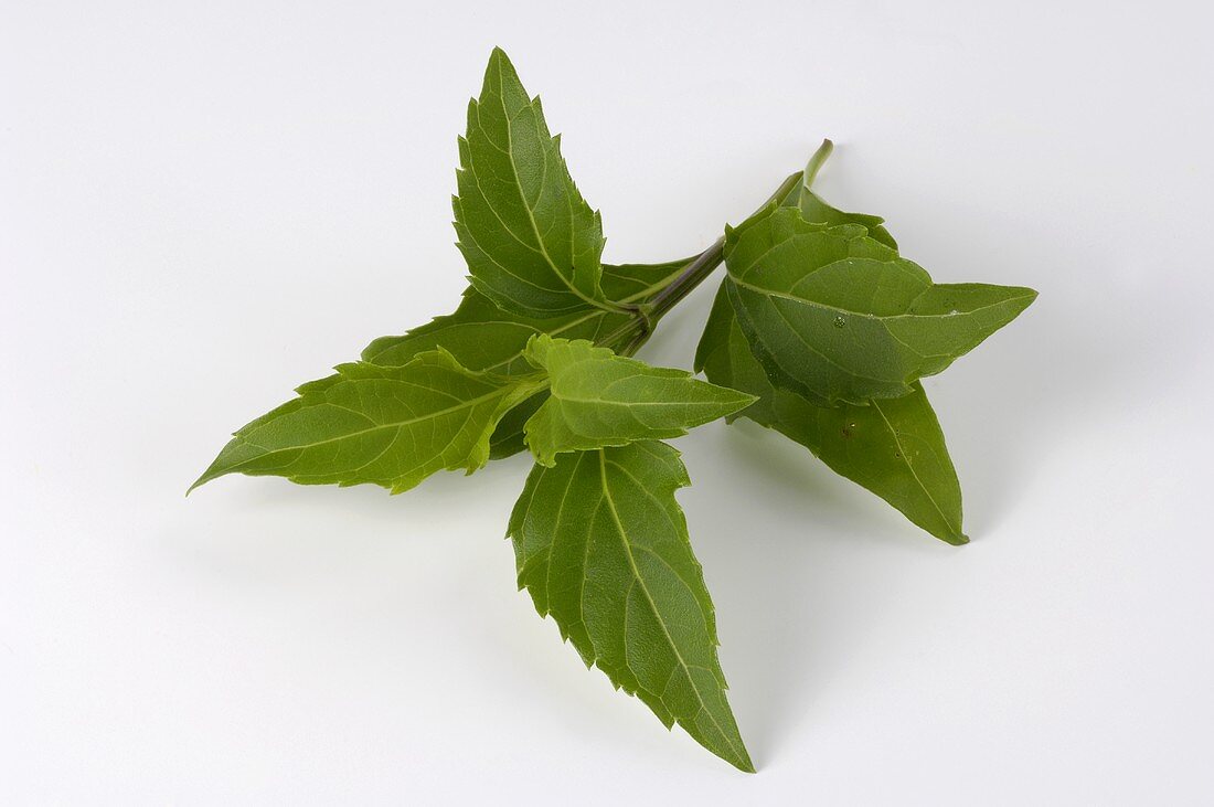 Basilikum Green Pepper (Ocimum selloi)