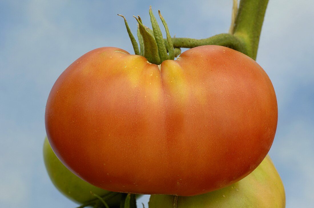 Tomatoes (variety 'Berner Rose')