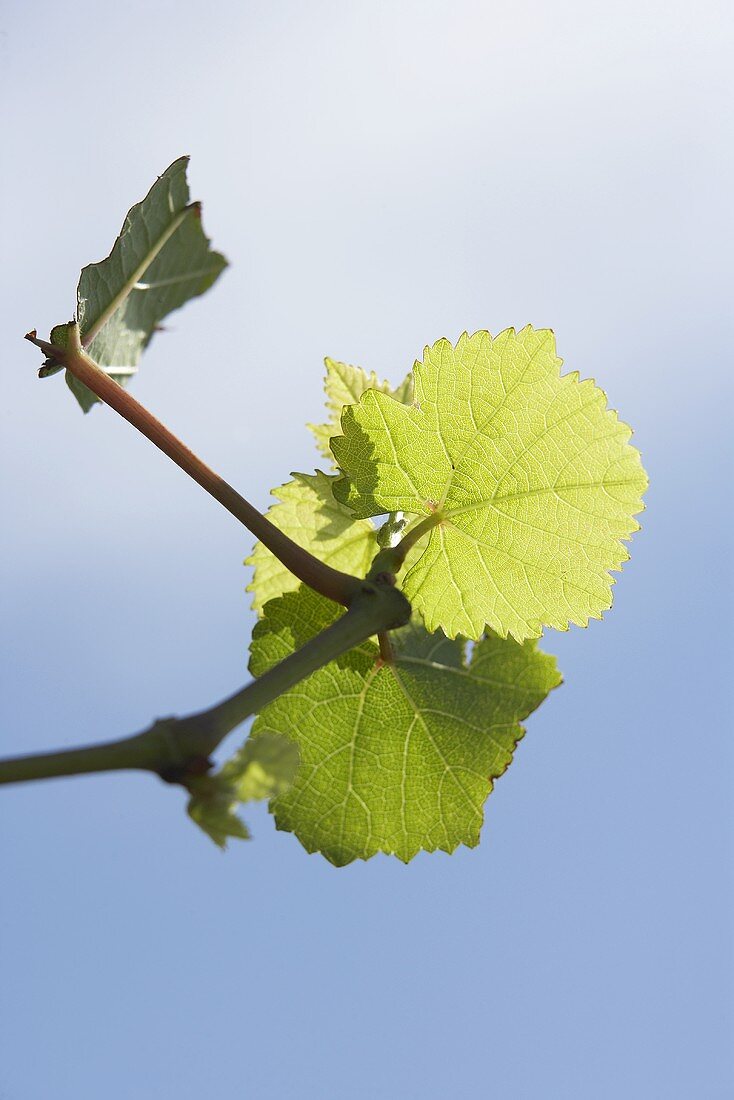 Weinblätter