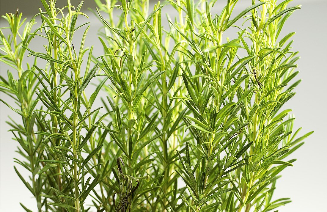 Rosemary (close-up)