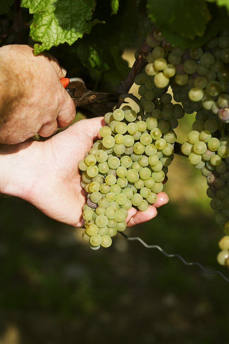Picking Weissburgunder grapes