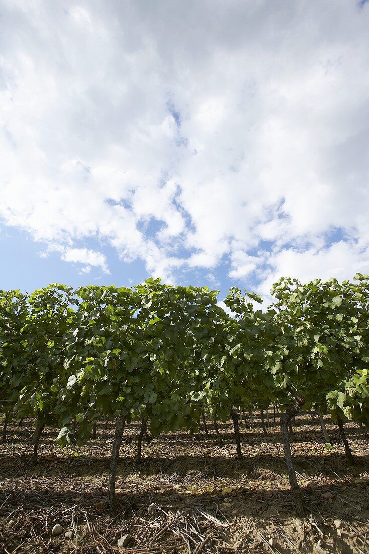 Vines in Alsace (Picture symbolising good soil and climate)