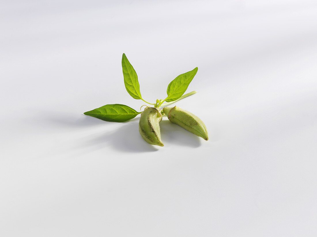 Okra pods with leaves on stalk, white background