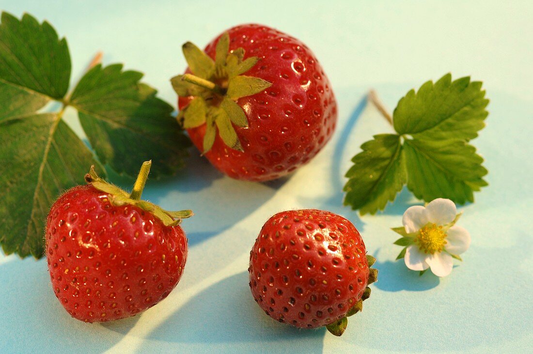 Frische Erdbeeren mit Blättern und Blüten