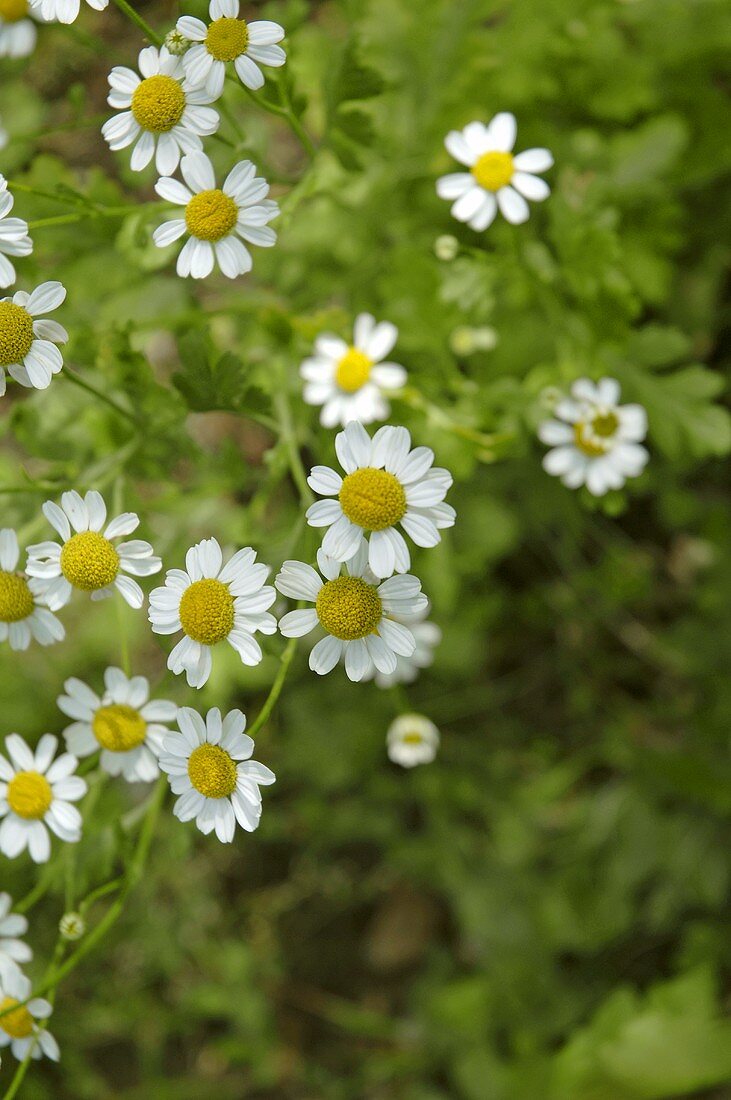 Blühende Kamille im Freien