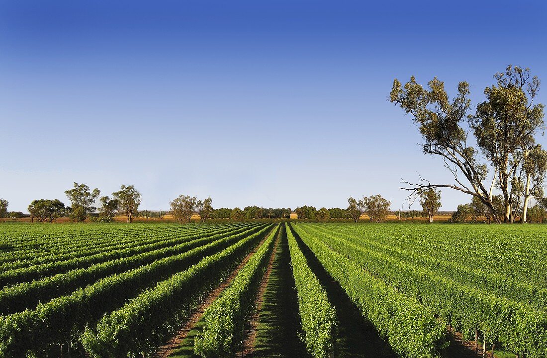 Padthaway, Weinbaugebiet im Süden Australiens