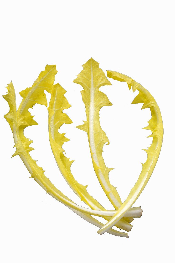 Four yellow dandelion leaves