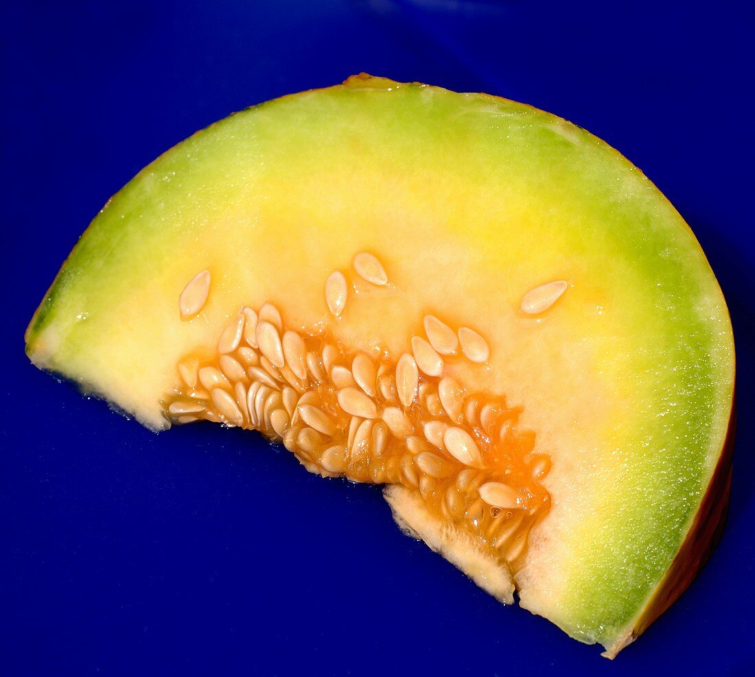 Slice of honedew melon on blue background
