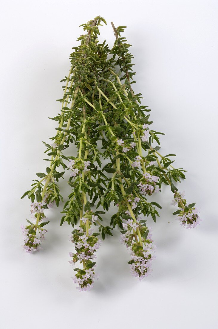 Lemon thyme