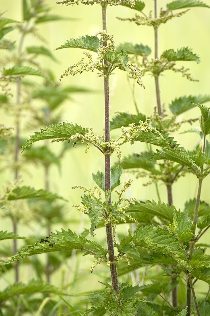 Nettles (Urtica dioica)