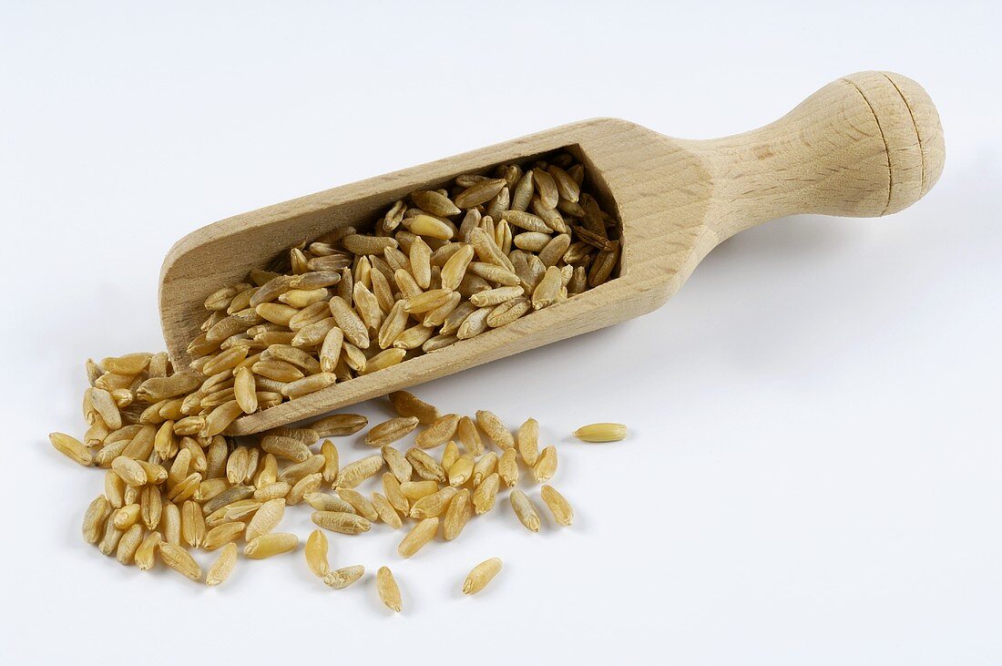 Grains of Kamut wheat in a wooden scoop