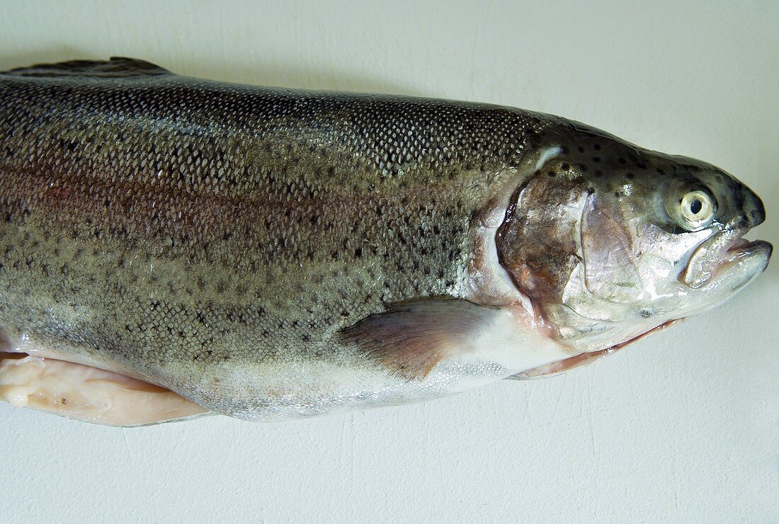 A salmon