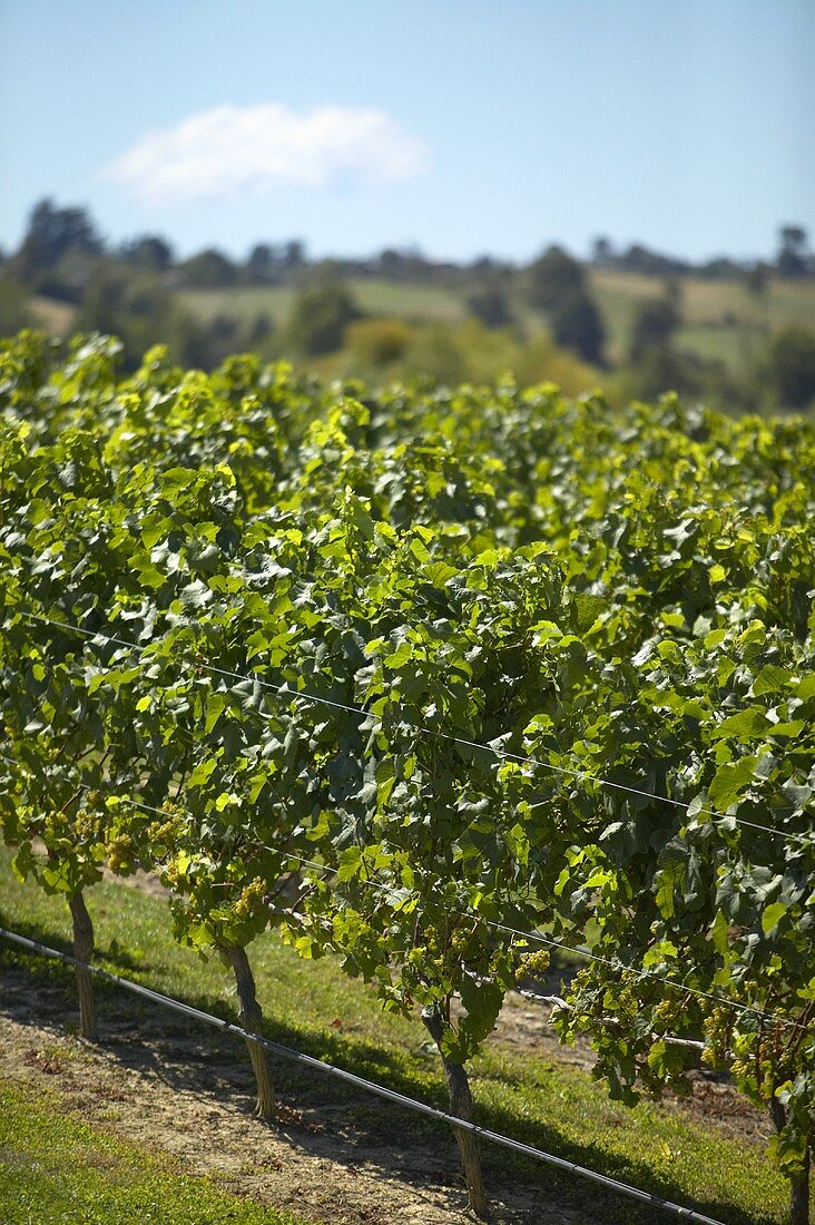 Weinberg im Neuseeland