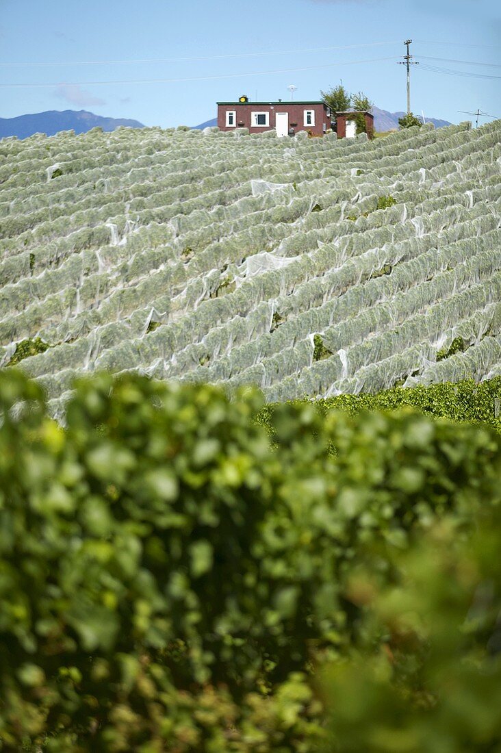 Weinberg mit Schutznetzen gegen Vögel, Neuseeland