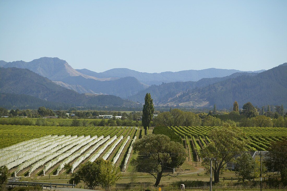 Weinberg im Neuseeland