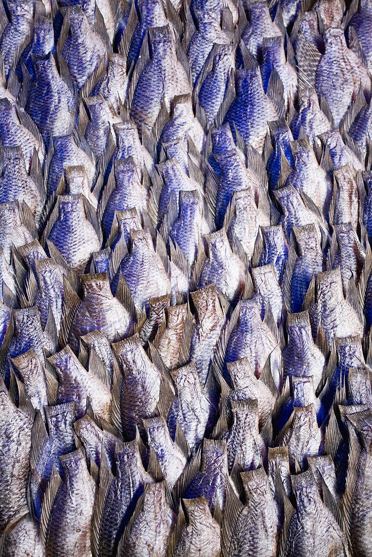 Getrocknete Fische auf einem Markt in Bangkok