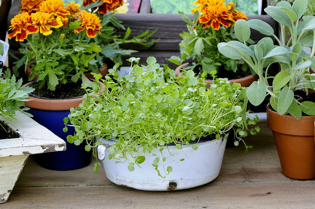 Various herbs in pots