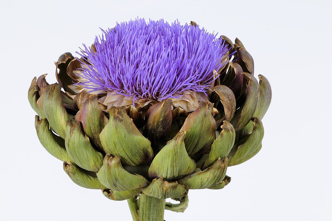 An artichoke flower