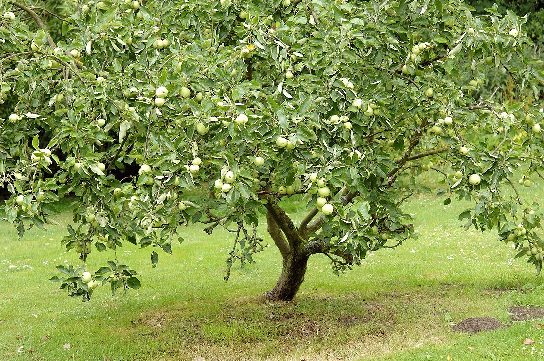 Ein Apfelbaum 'Granny Smith' auf einer Wiese