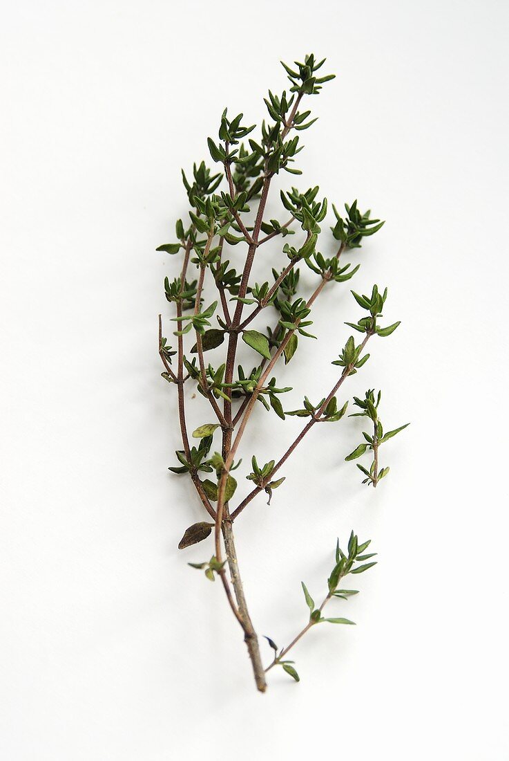 A sprig of thyme on a white background