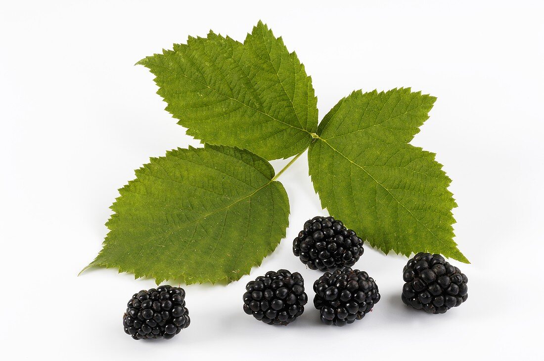 Mehrere Brombeeren und Brombeerblatt