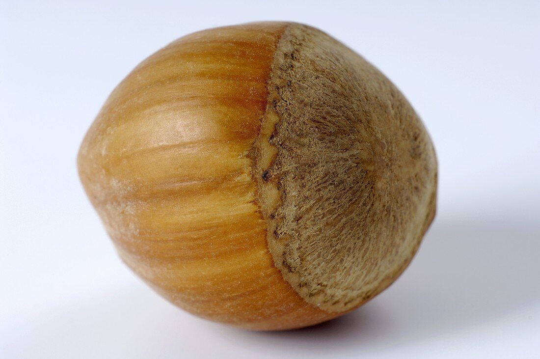A hazelnut (close-up)
