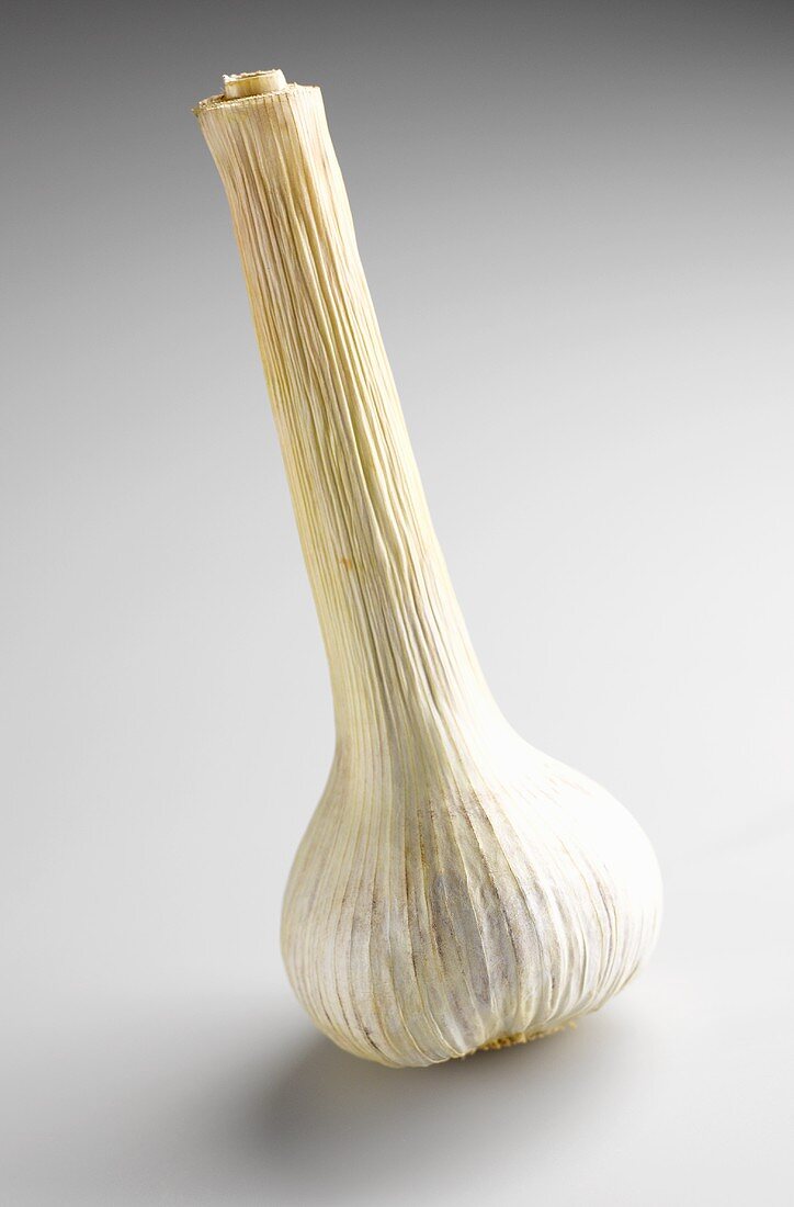 A dried-up garlic bulb with stalk