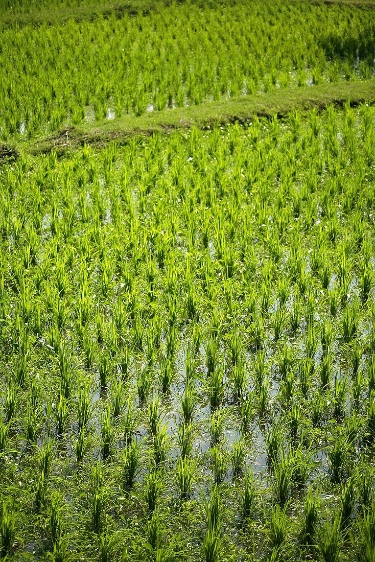 Ein grünes Reisfeld