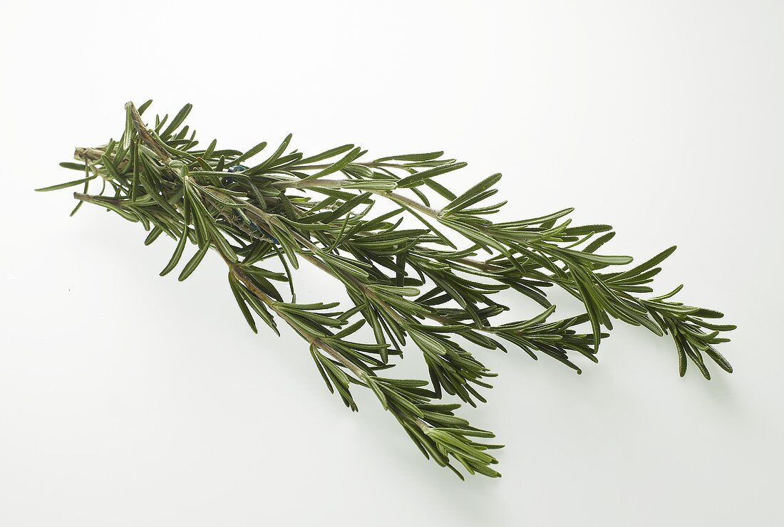 Several young sprigs of rosemary