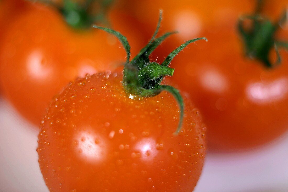 Frisch gewaschene, reife Tomaten (Nahaufnahme)