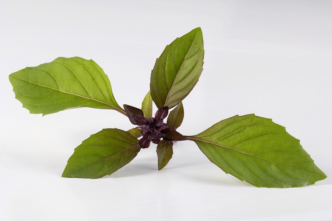 A sprig of basil License image 983404 Image Professionals