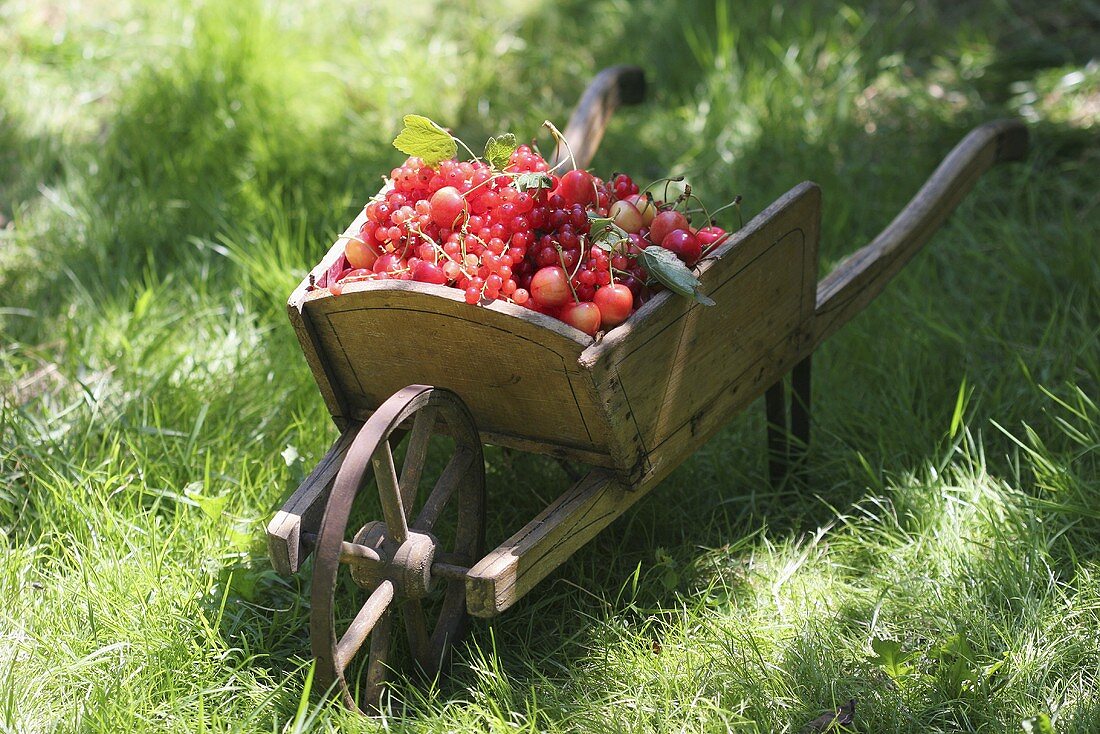 Mini-Schubkarre voll Beeren und Kirschen