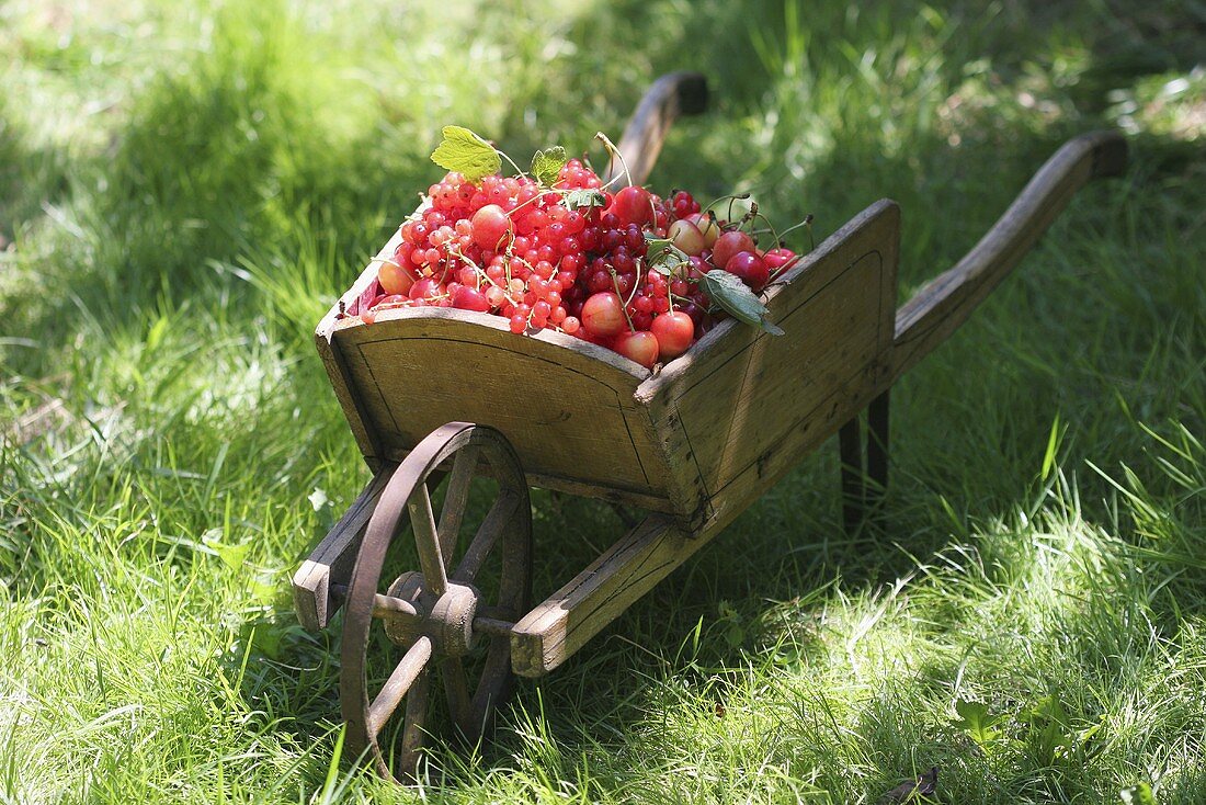 Small wheelbarrow full of berries and cherries