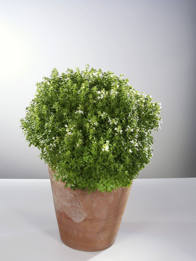 Small-leaf basil in pot