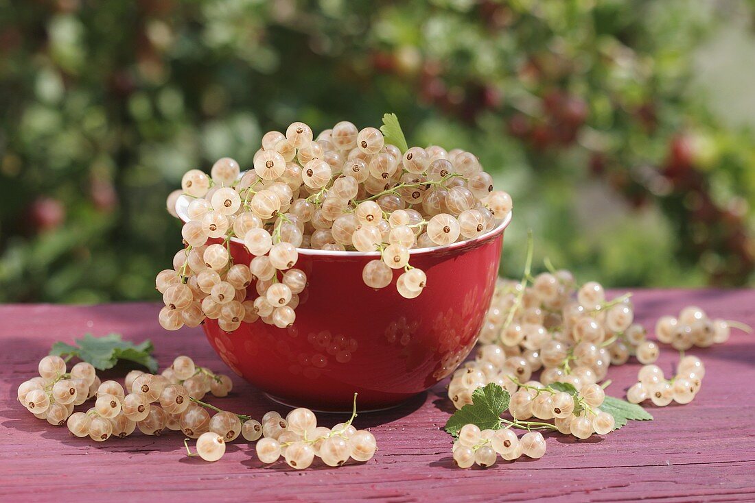 White currants in a bowl in sunlight