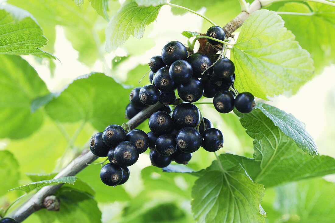 Blackcurrants