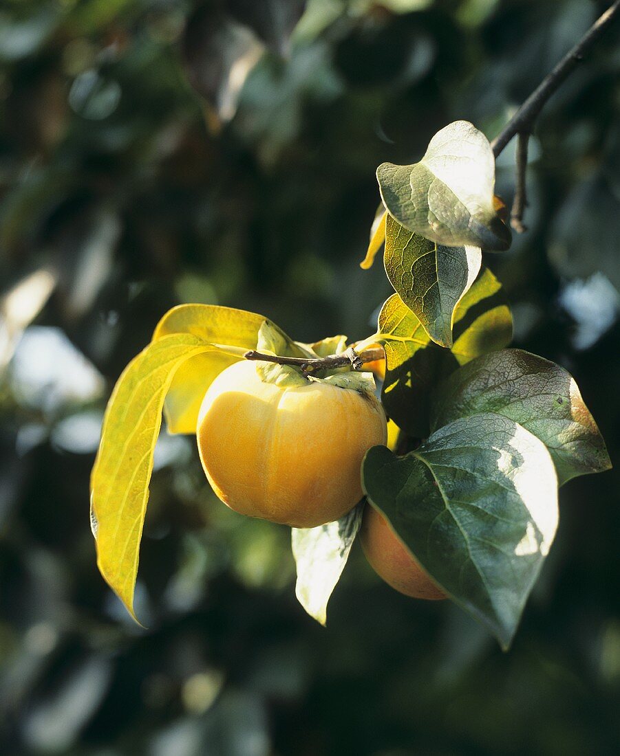 Persimmons on the tree