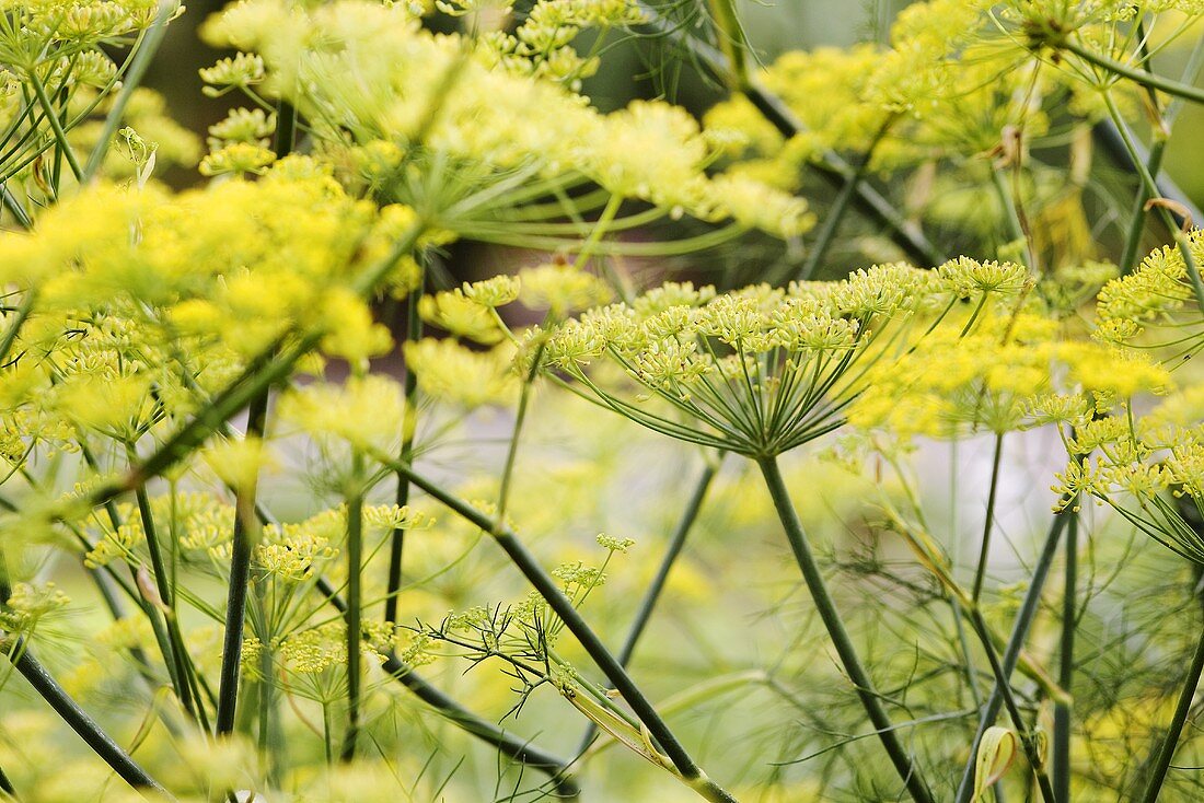 Blühender Gewürzfenchel