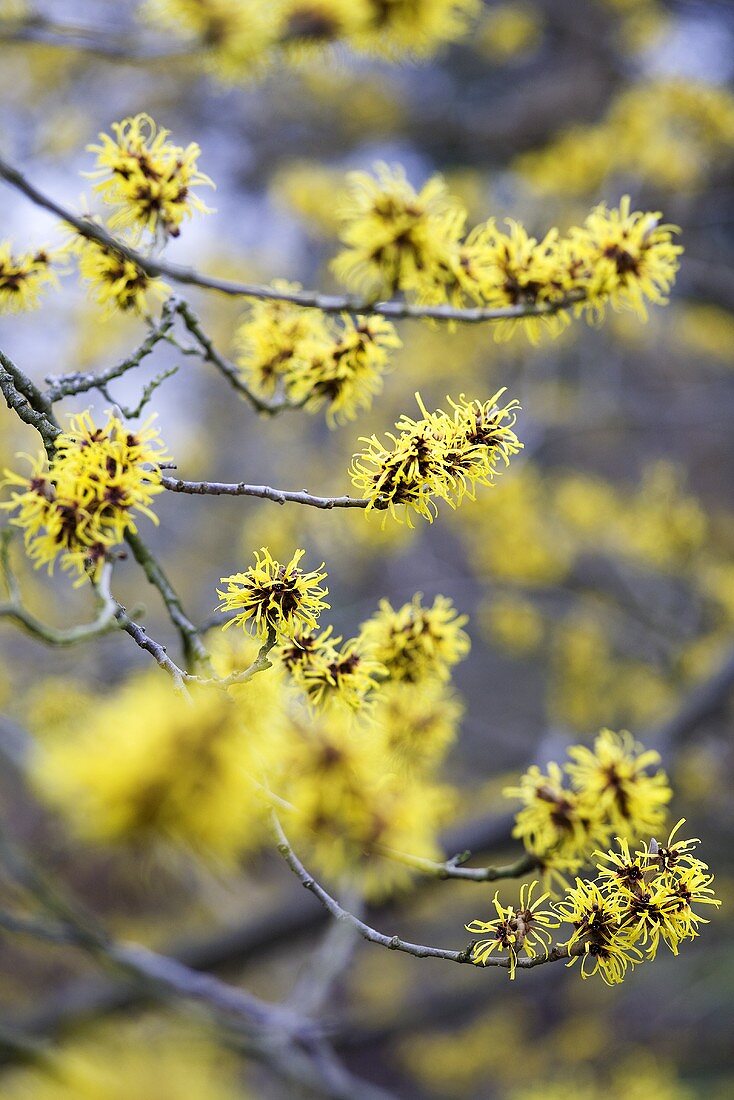 Witch hazel flowers on a branch