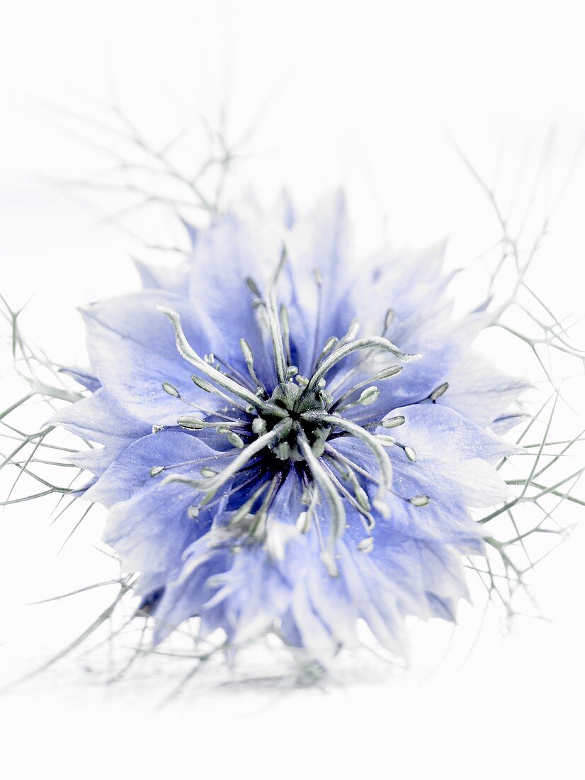 A black cumin flower