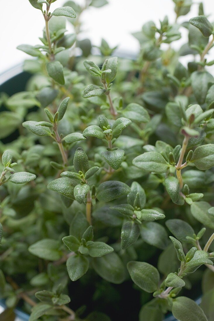 Thyme in flowerpot (close-up)