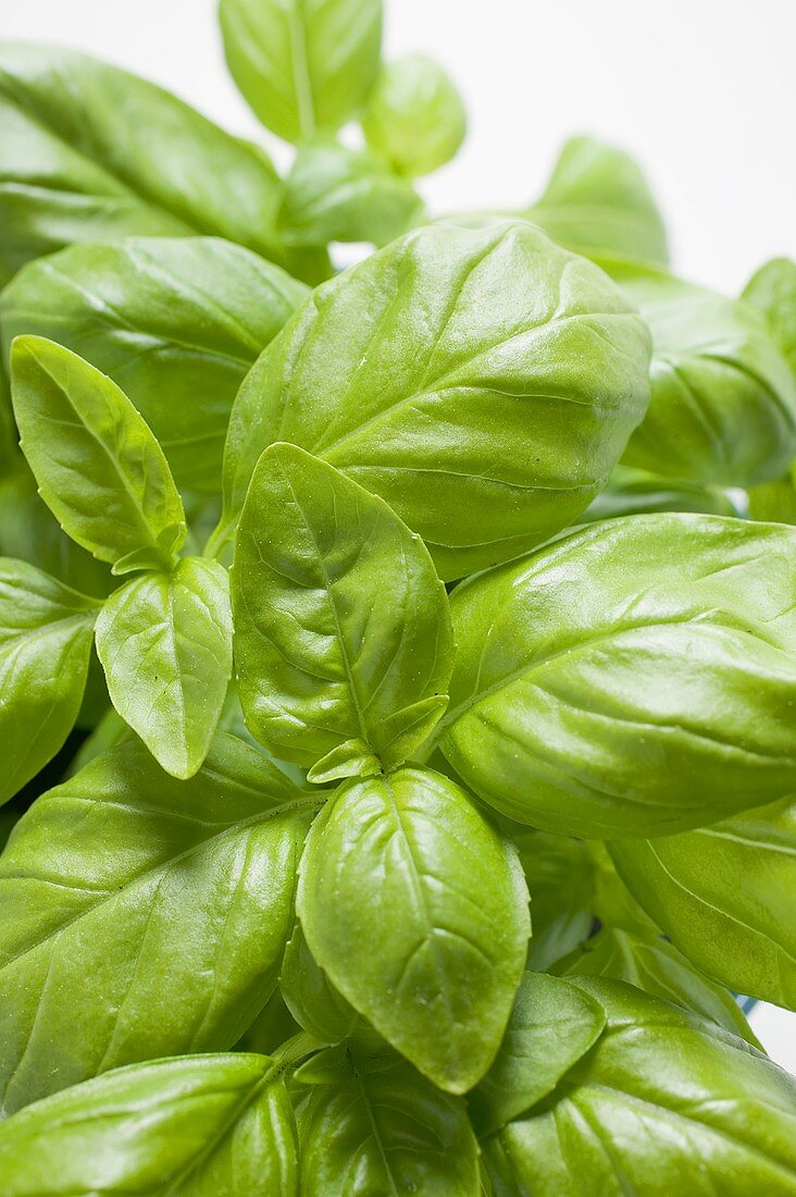 Basil in flowerpot (close-up)