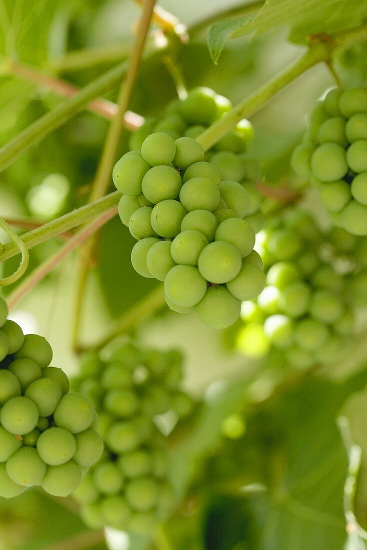 Unripe grapes on the vine