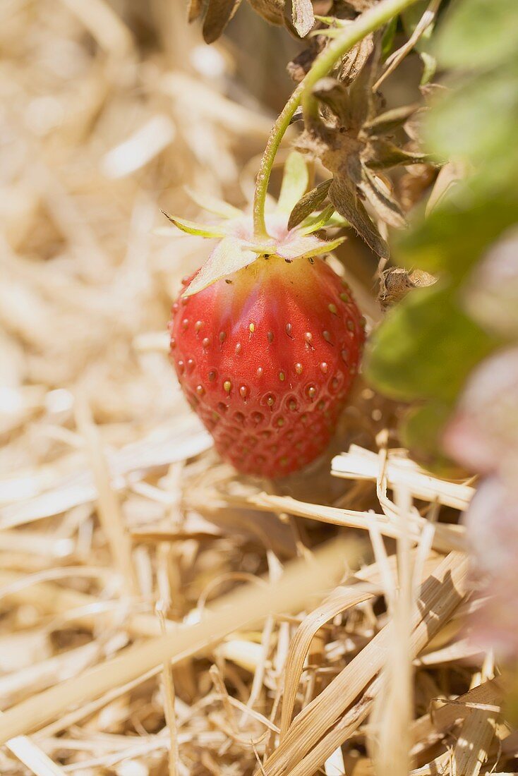 Frische Erdbeere an der Pflanze auf einem Erdbeerfeld