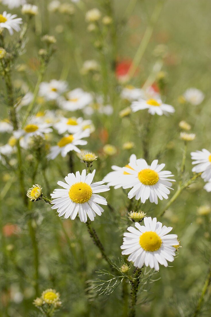 Chamomile flowers in grass