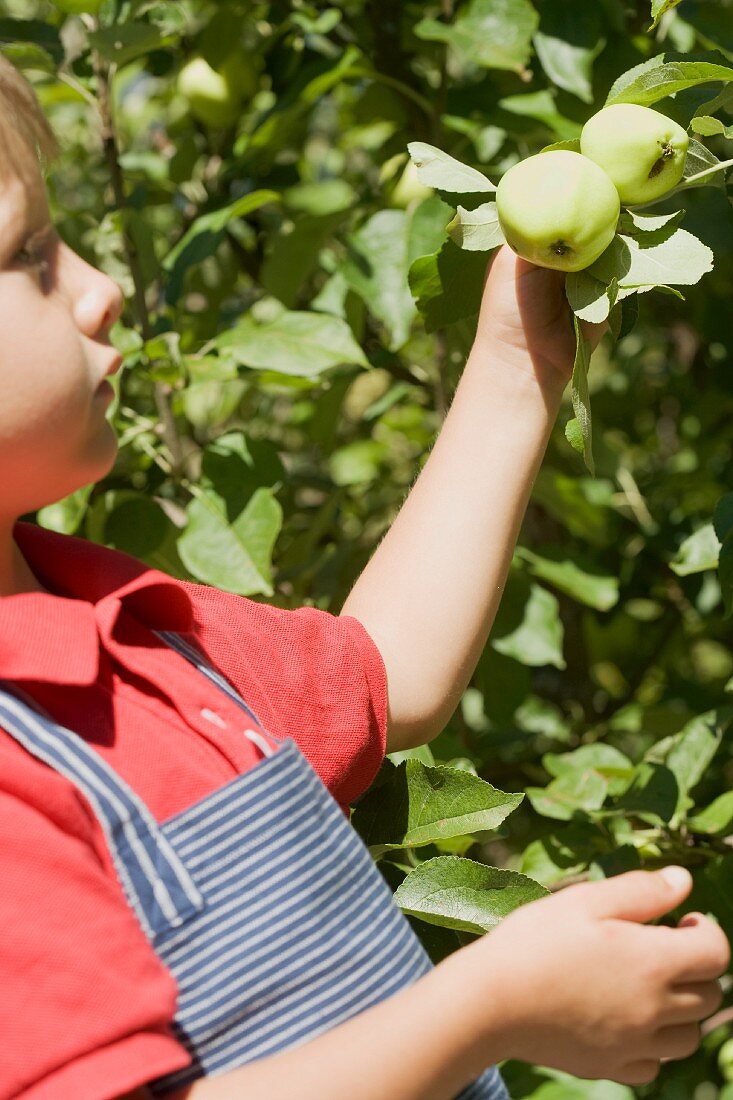 Little boy reaching for apples on branch