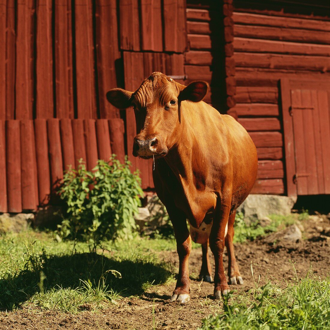 Brown cow in front of byre