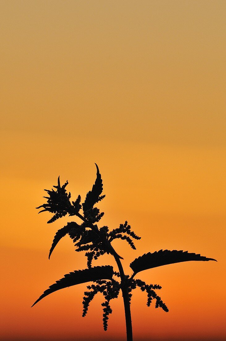 Silhouette of a nettle against red evening sky